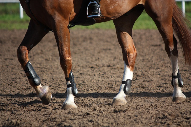 Professionals Choice Show Jump Rear Boots - Riders Choice Supply Co