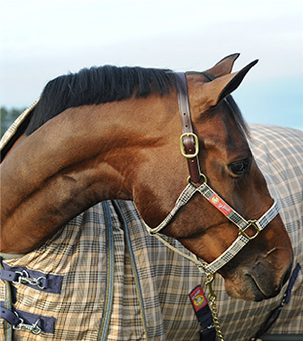 5/A Baker® Breakaway Nylon Halter with Full Leather Crown 1" - Riders Choice Supply Co