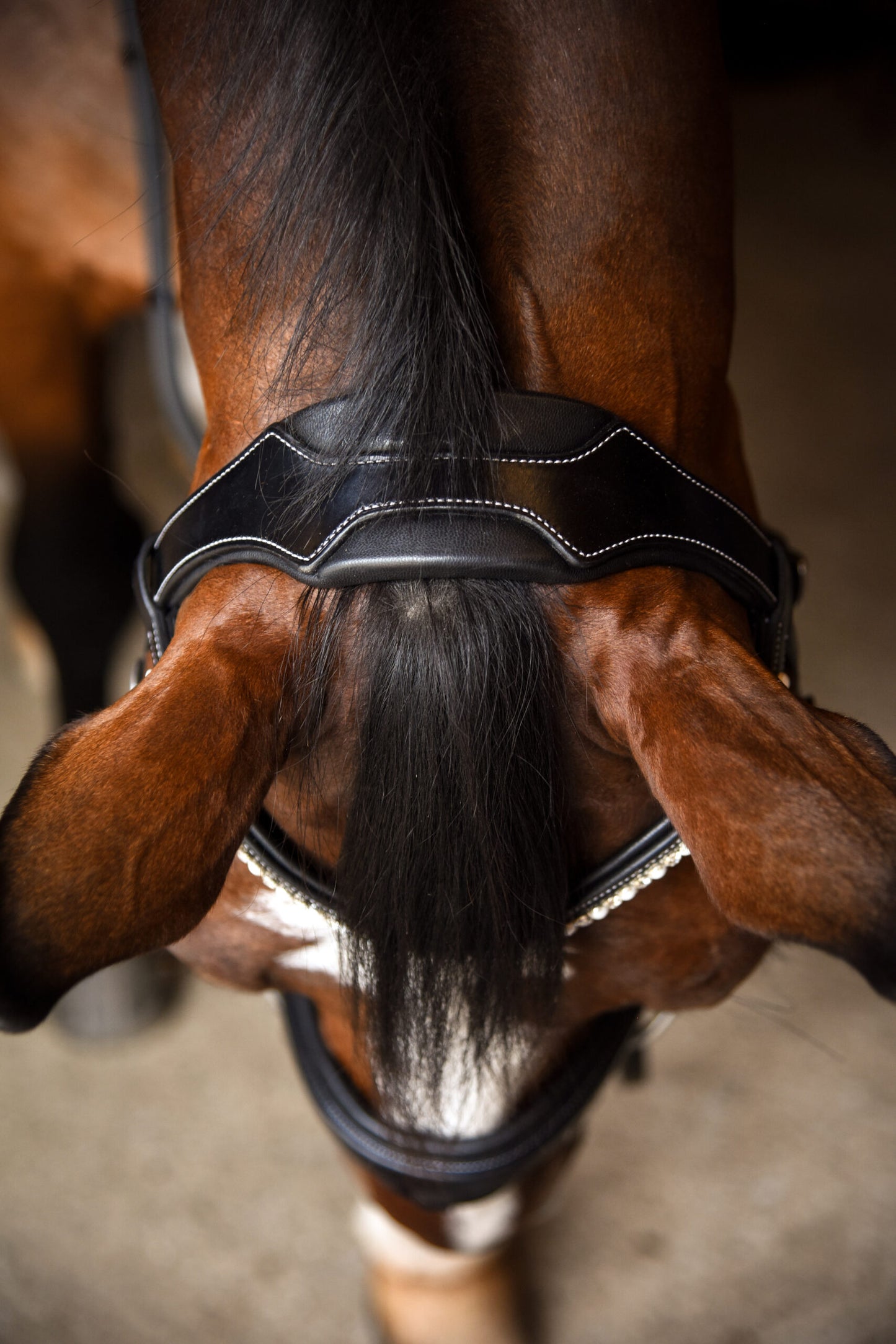 KL Select Red Barn Pace Bridle