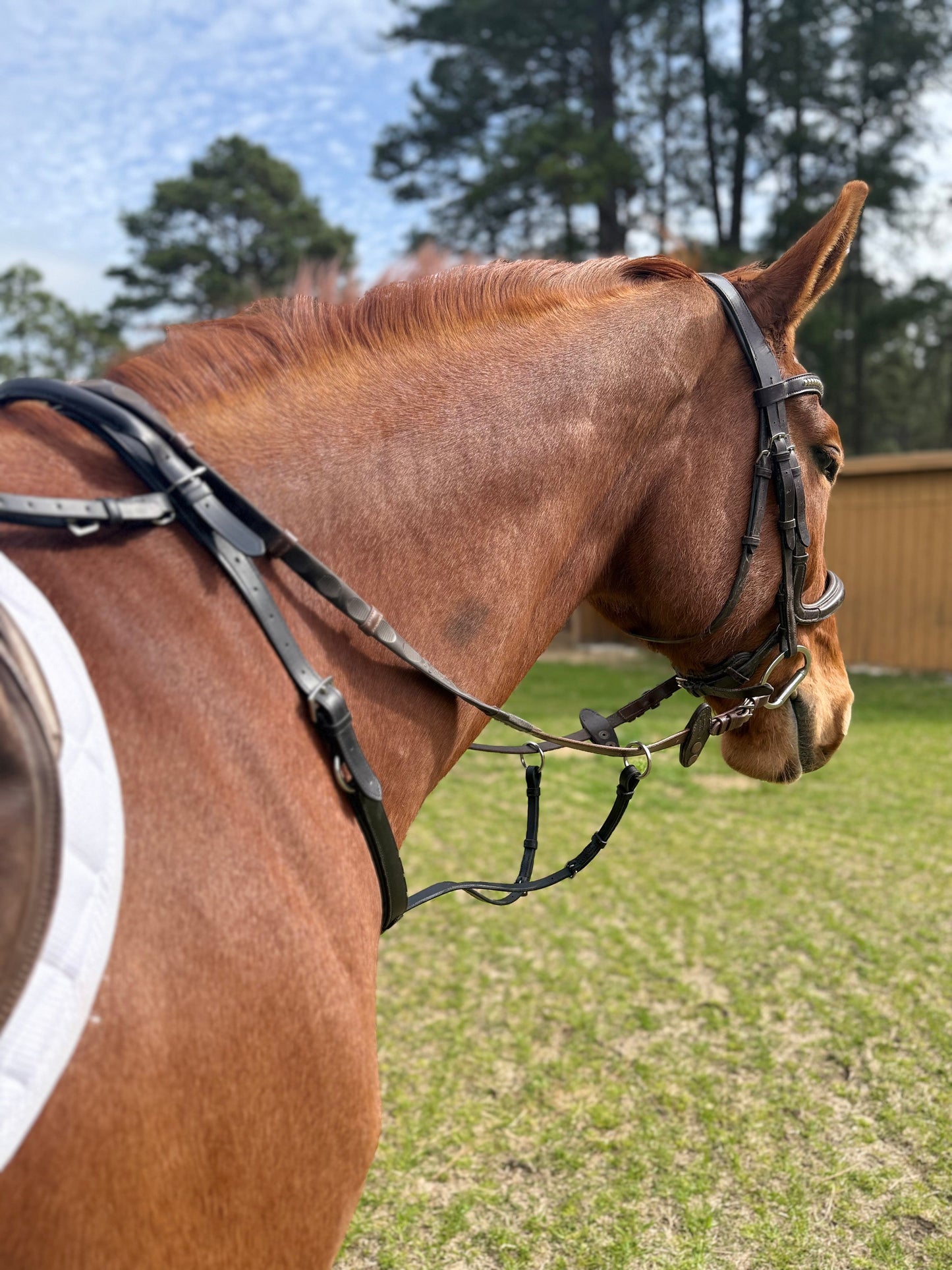 Running Martingale Add-On for Double Neck Strap - Riders Choice Supply Co