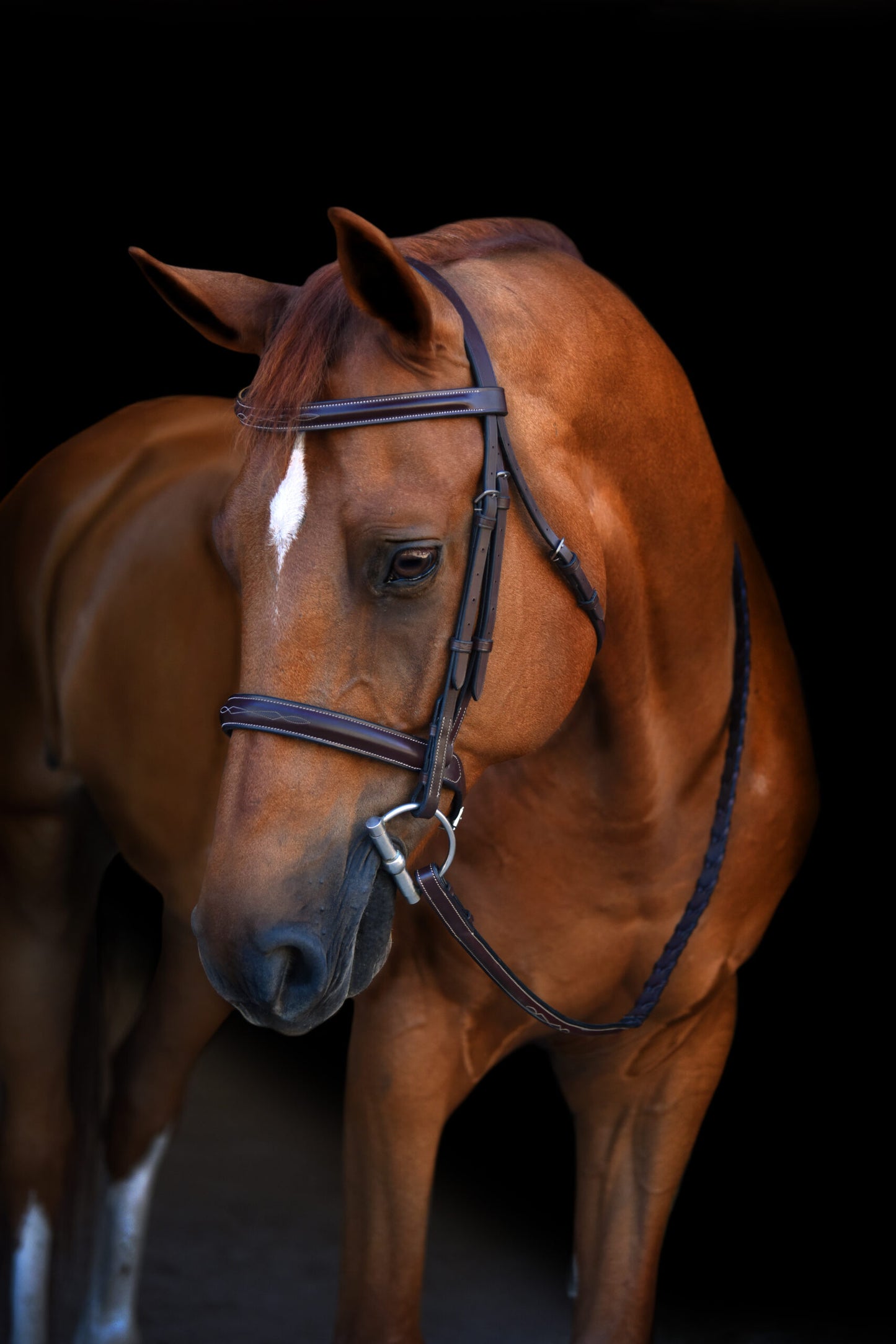 KL Select Black Oak Poppy Bridle