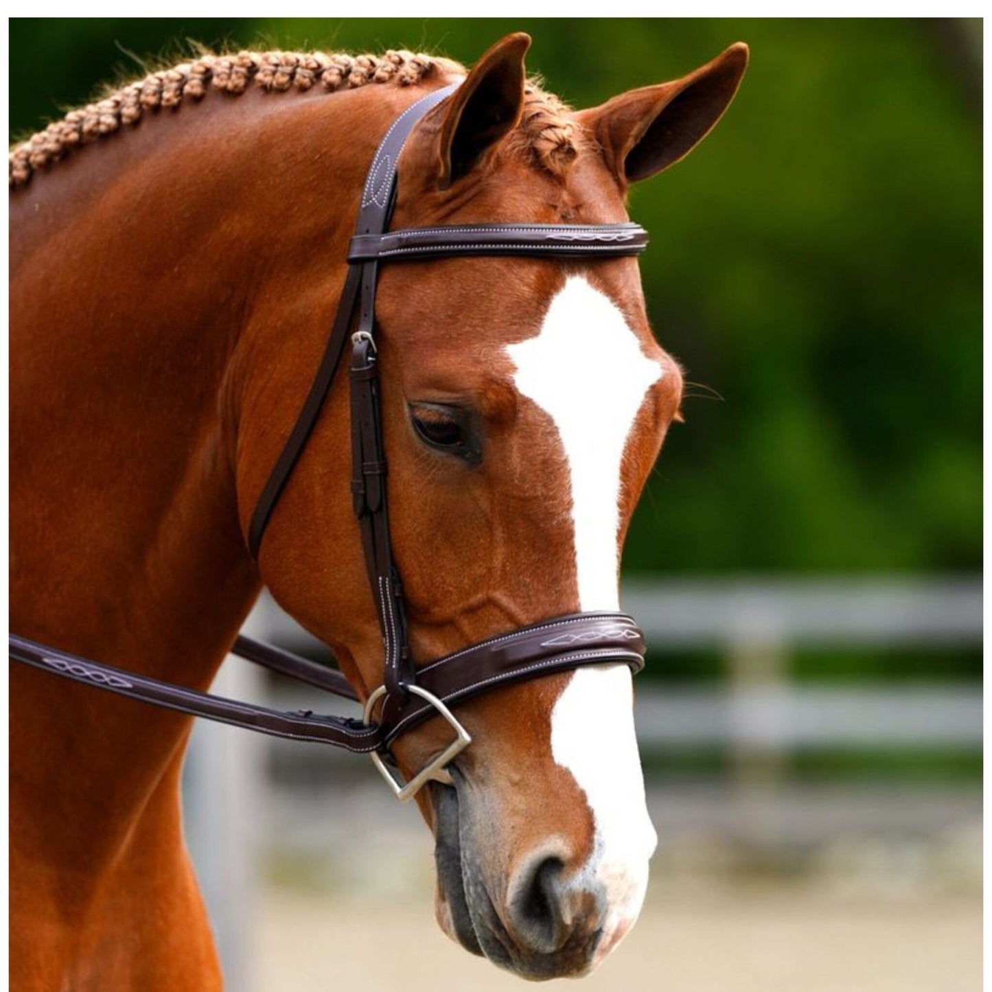 KL Select Black Oak Tupelo Bridle