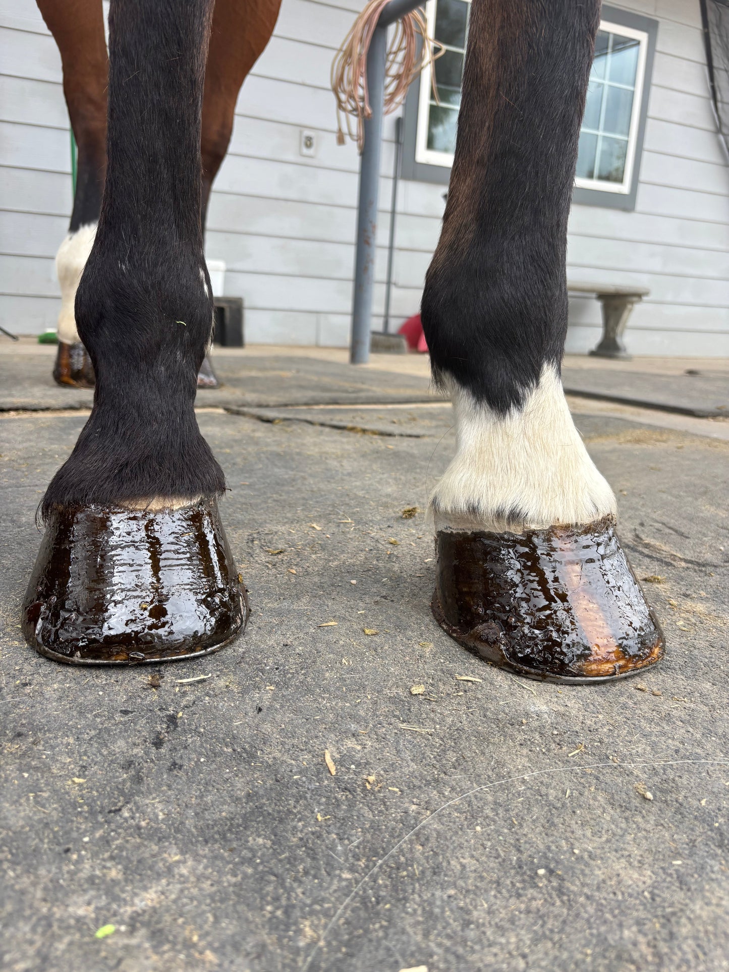 Horse Hoof PASTE & brush applicator 16 oz