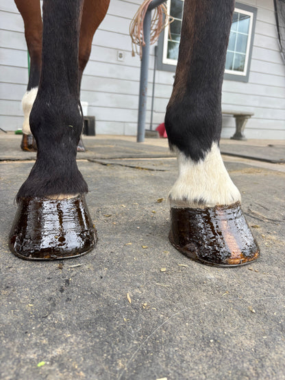 Horse Hoof PASTE & brush applicator 16 oz