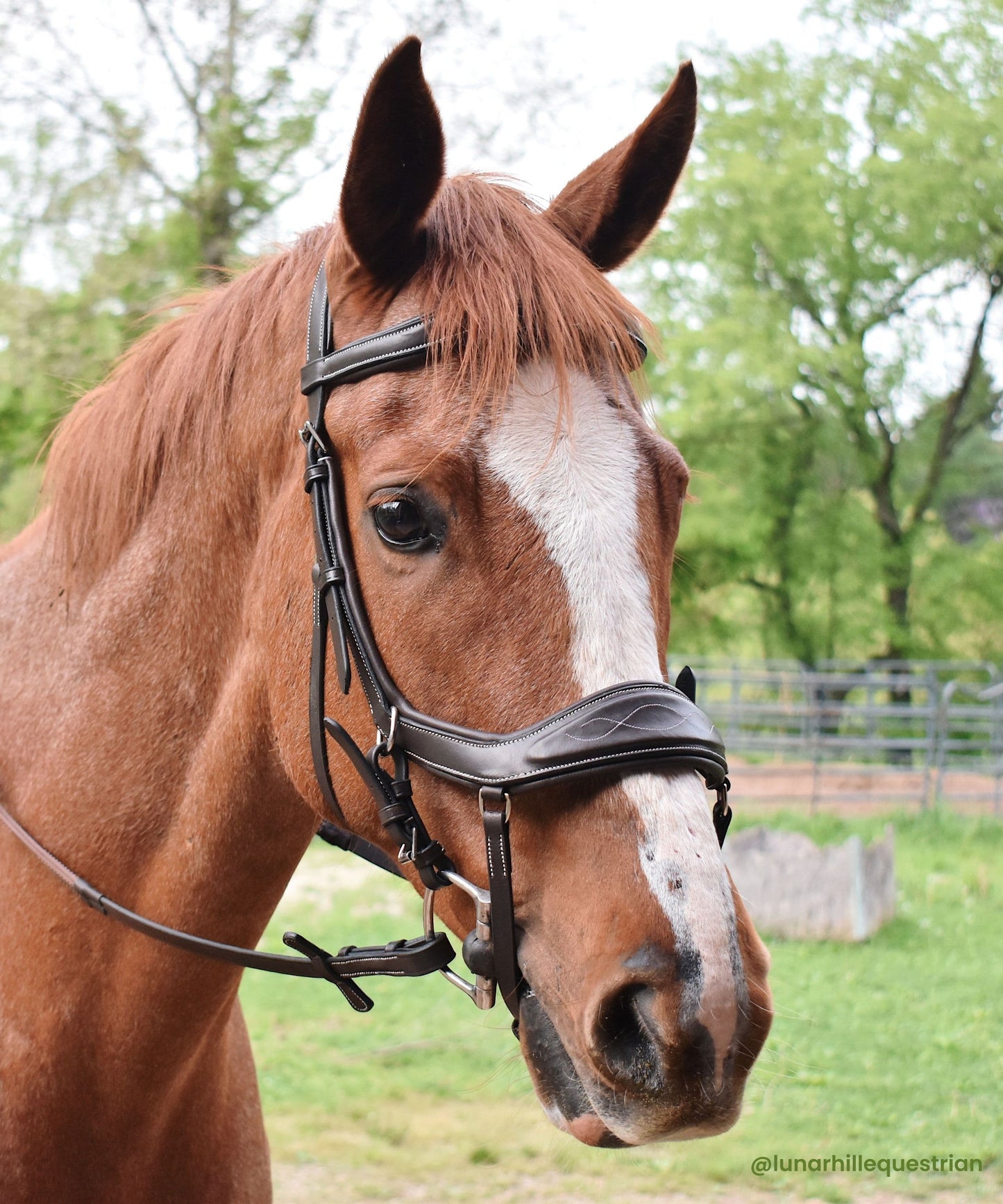 ExionPro 'Auriga' Anti-Pressure Bridle with Reins
