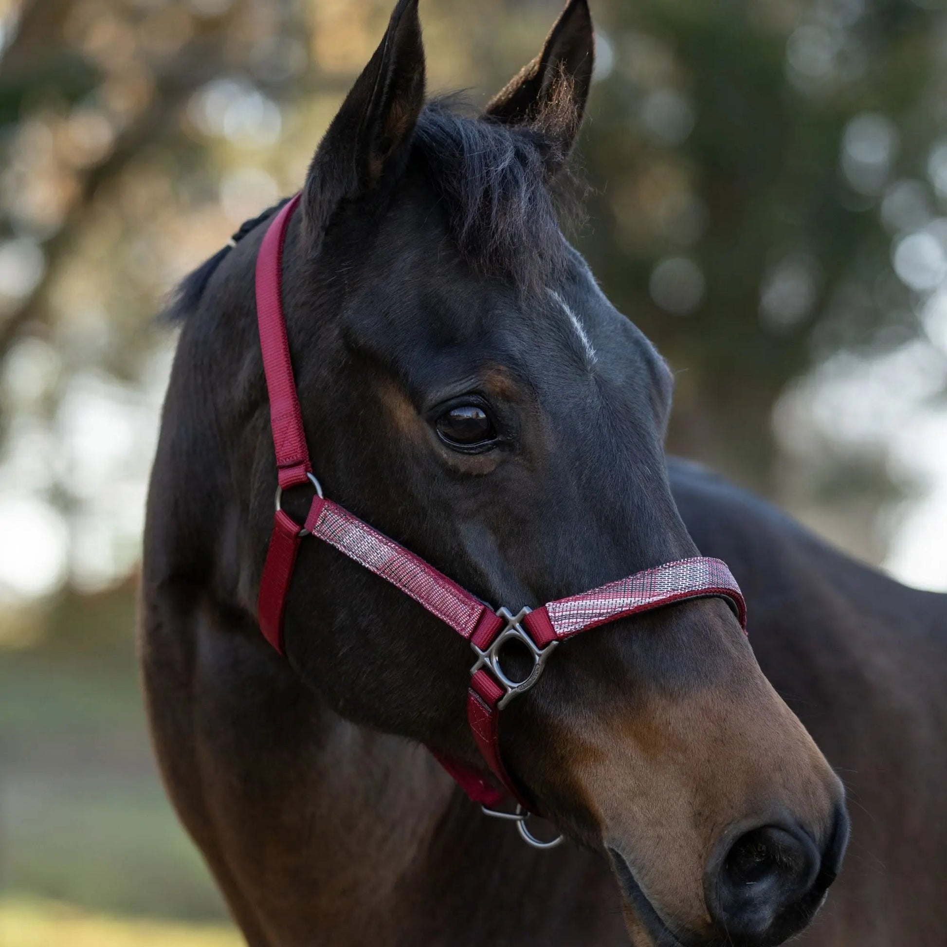 Reflective Breakaway Nylon Halter with Textliene - Riders Choice Supply Co