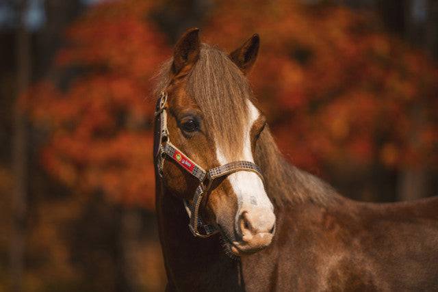 5/A Baker® Breakaway Nylon Halter with Full Leather Crown 1" - Riders Choice Supply Co