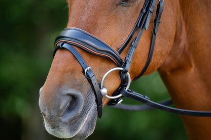 KL Select Elite Bridle