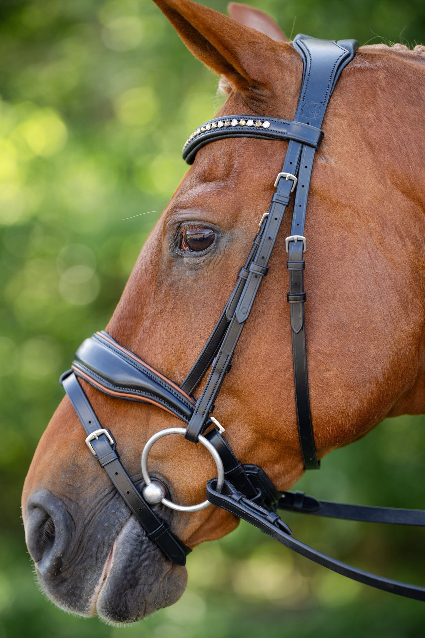 KL Select Elite Bridle