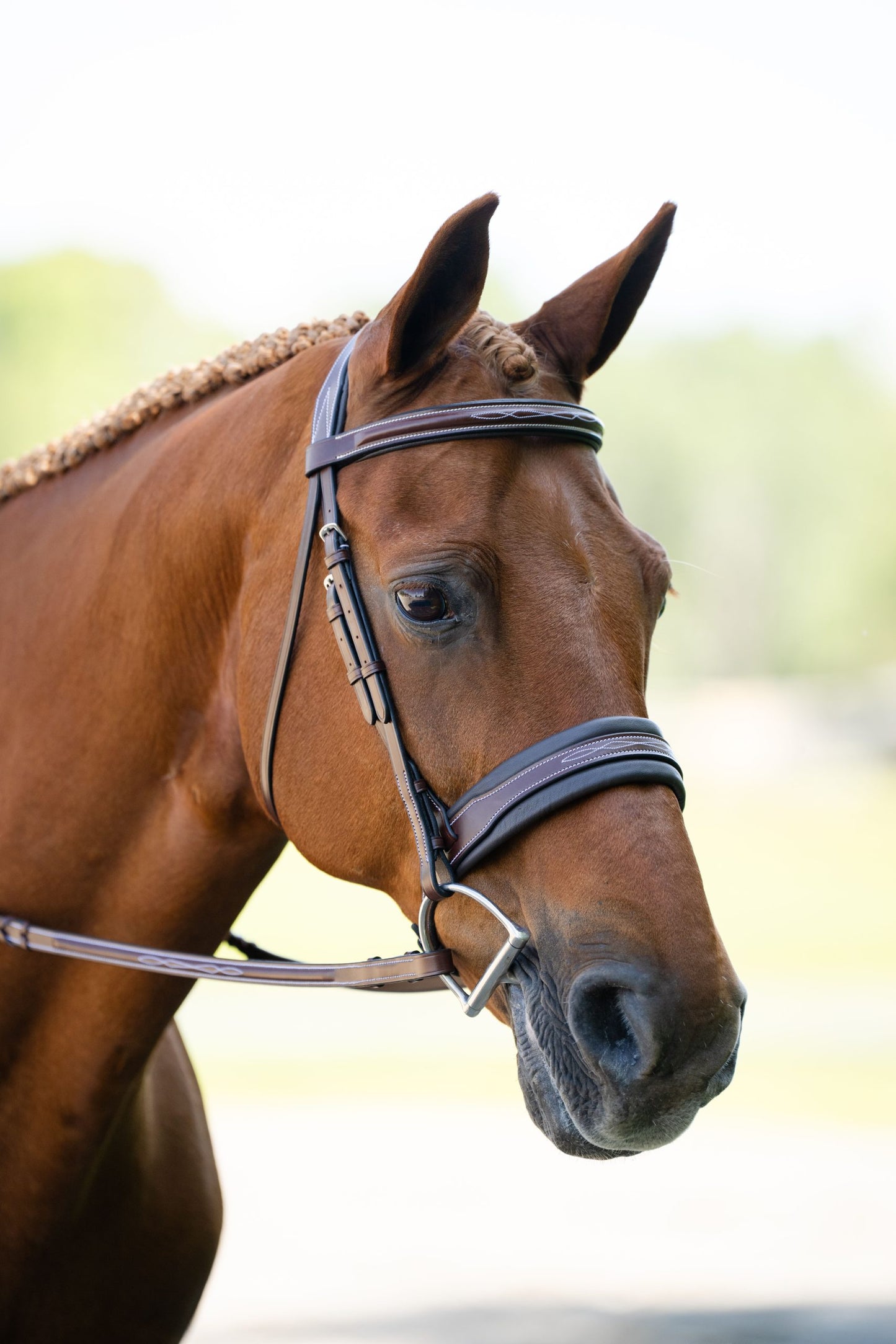 KL Select Lexington Bridle
