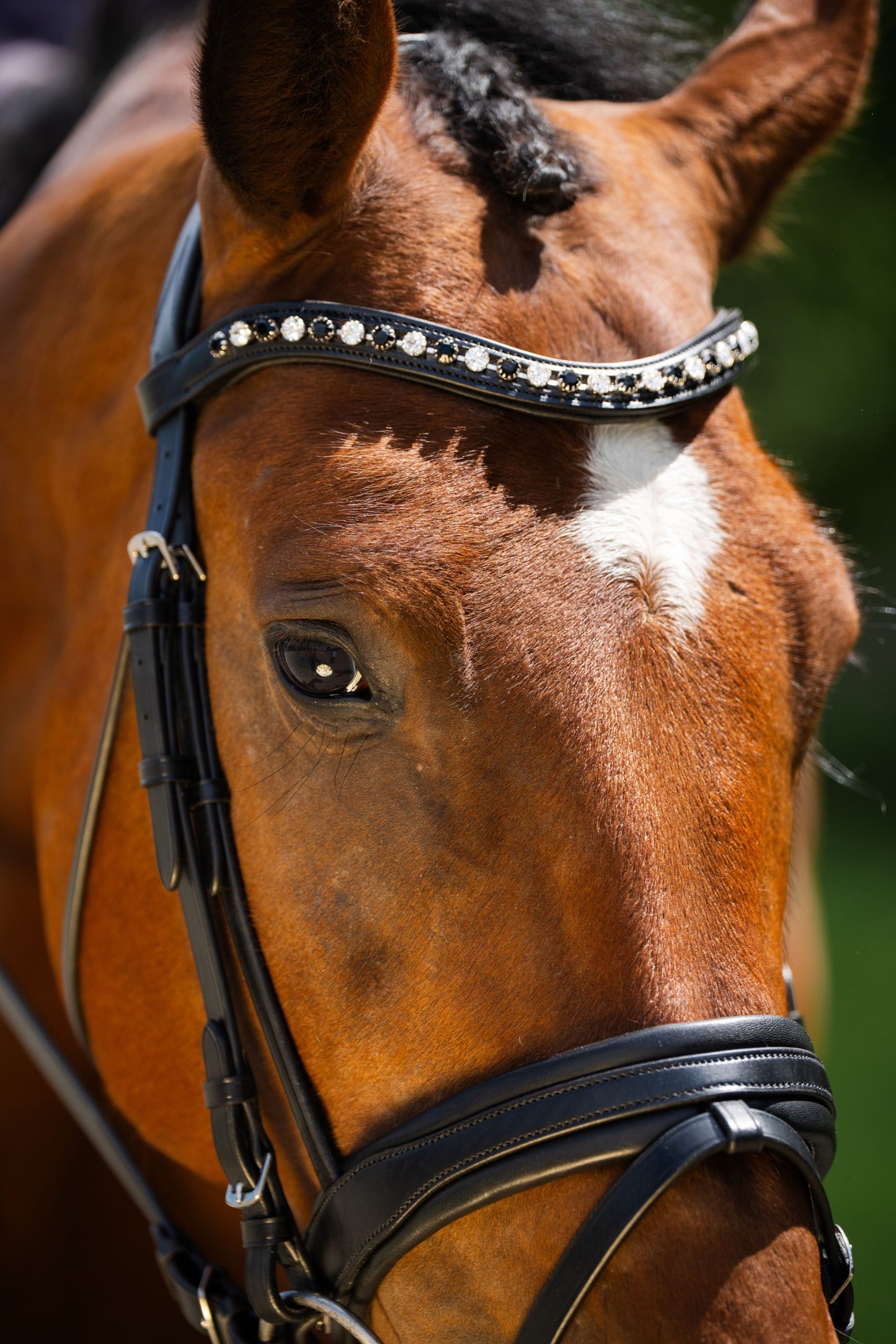 KL Select Black Oak Daphne Bridle