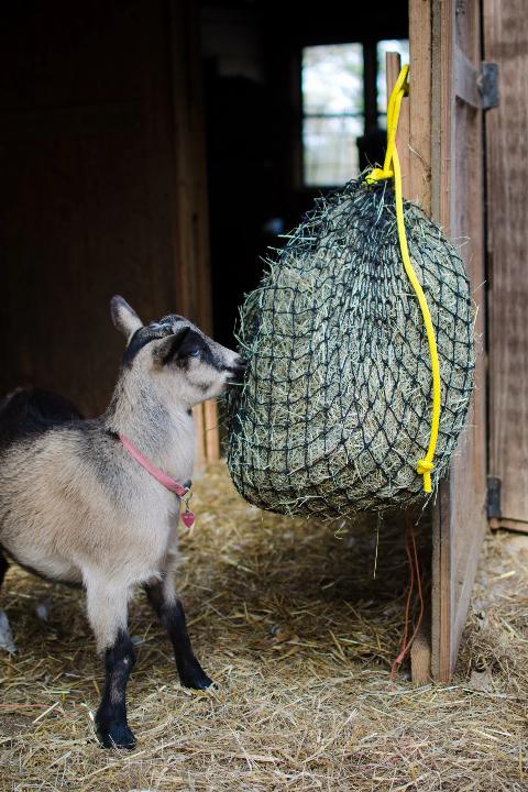 Small Hay Net - Riders Choice Supply Co