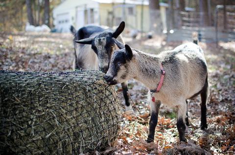 Square Bale Hay Net - Riders Choice Supply Co
