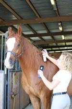 Shiny. A Mane & Tail Conditioner (4 oz., 8 oz., 28 oz.) - Riders Choice Supply Co