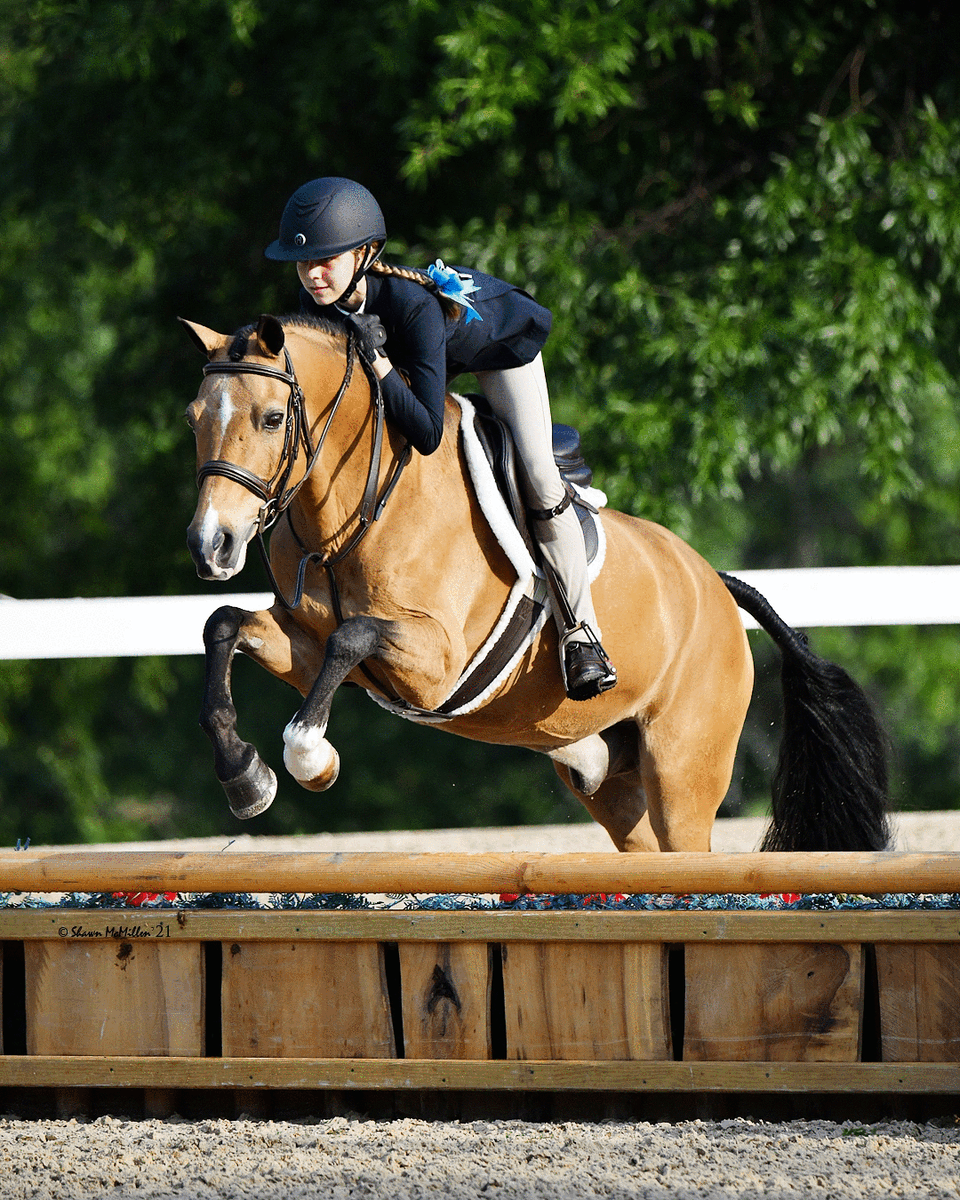 KL Select Black Oak Laurel Bridle