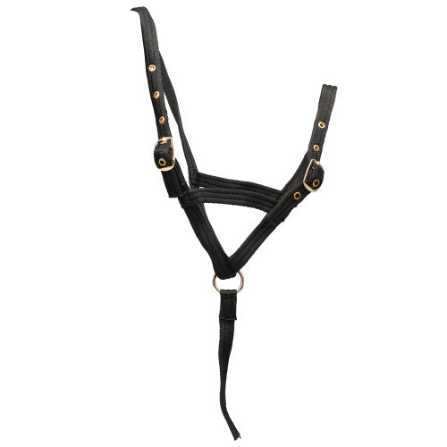 Intrepid International Poly Web Lead, 6', Purple