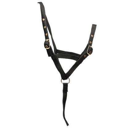 Intrepid International Poly Web Lead, 6', Purple