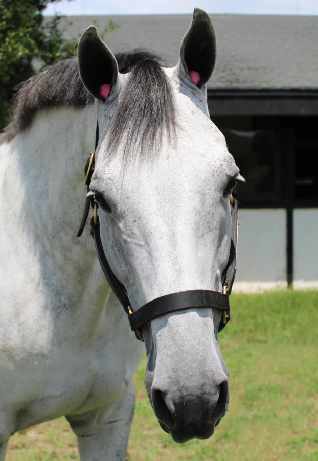 Pomms Equestrian Earplugs