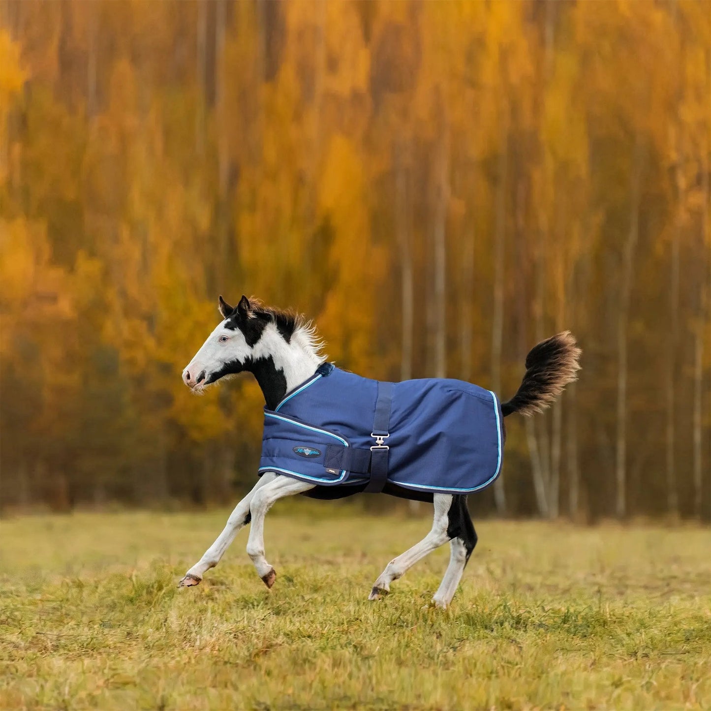 1200D Adjustable Foal 180G Medium Weight Winter Turnout Blanket - Waterproof & Breathable - Riders Choice Supply Co