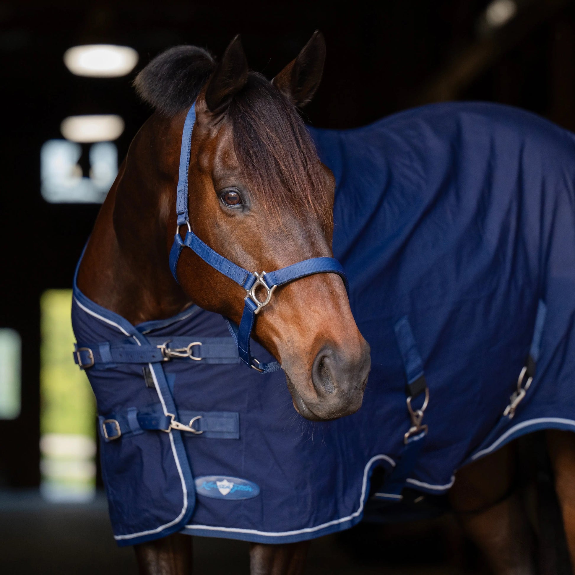 Horse Poly Cotton Day Sheet - Breathable Stable Sheet - Riders Choice Supply Co