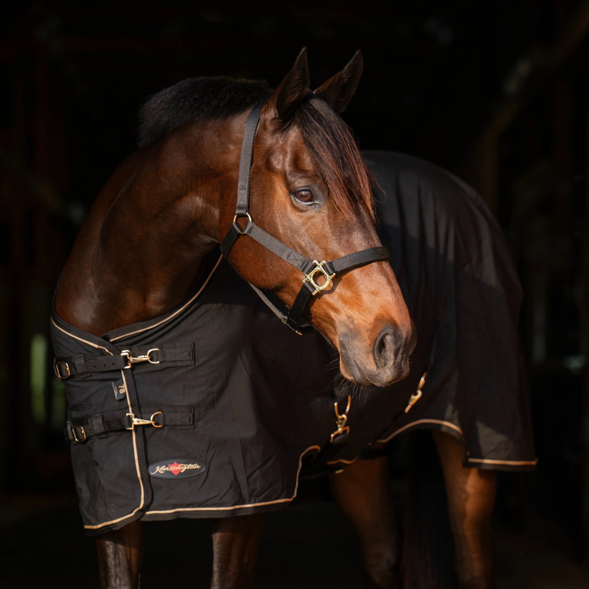 Horse Poly Cotton Day Sheet - Breathable Stable Sheet - Riders Choice Supply Co