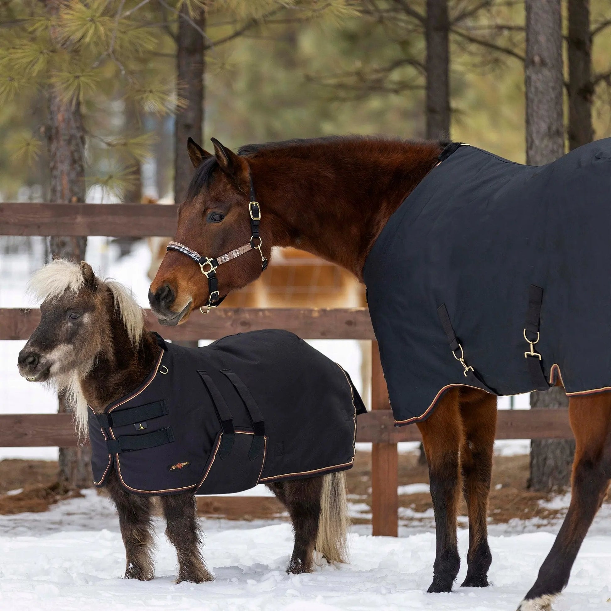 Mini 80G Light Weight Horse Winter Turnout Blanket - Waterproof & Breathable - Riders Choice Supply Co