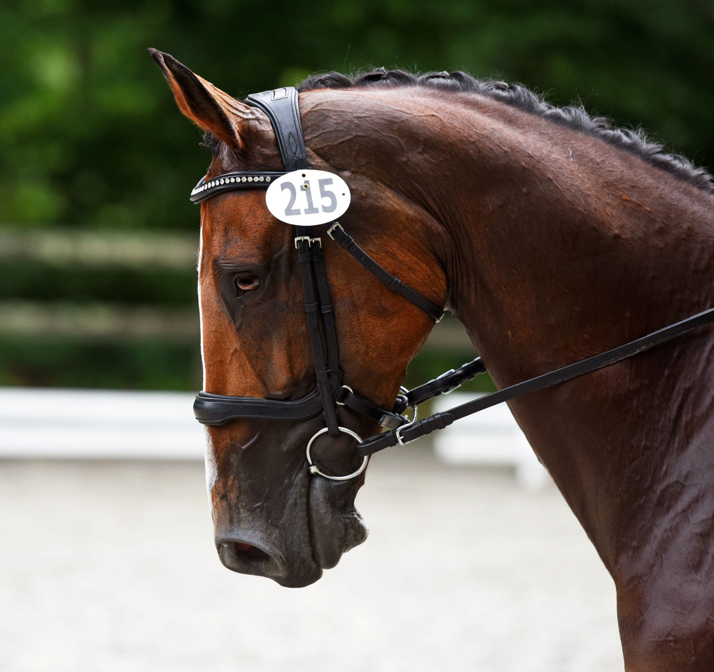 KL Select Red Barn Arena Bridle