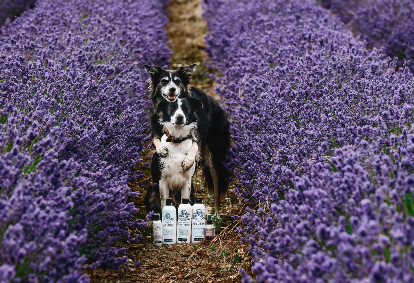 Barn Dog Shampoo - Riders Choice Supply Co