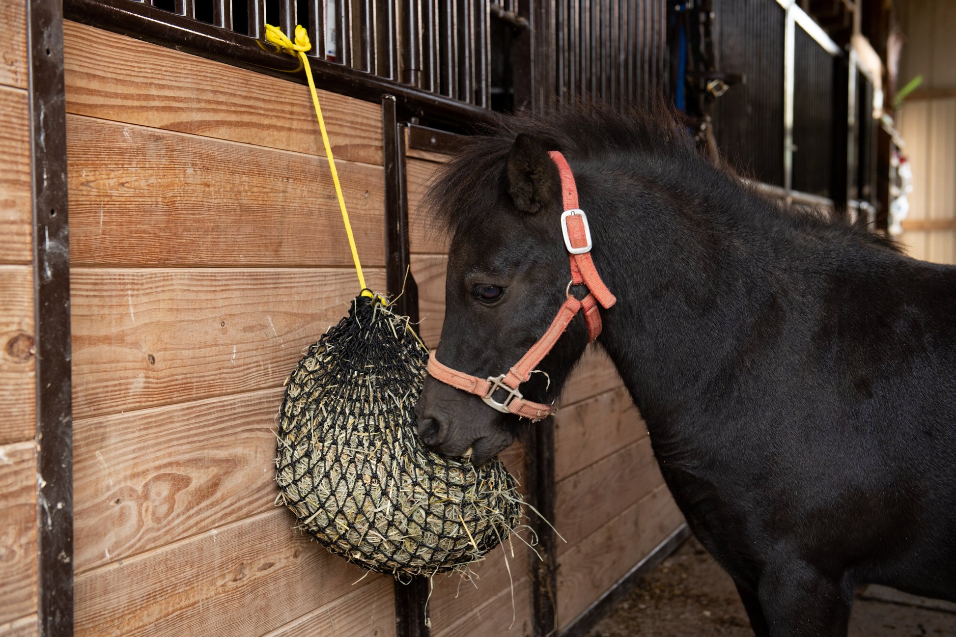 Xtra Small Hay Net - Riders Choice Supply Co