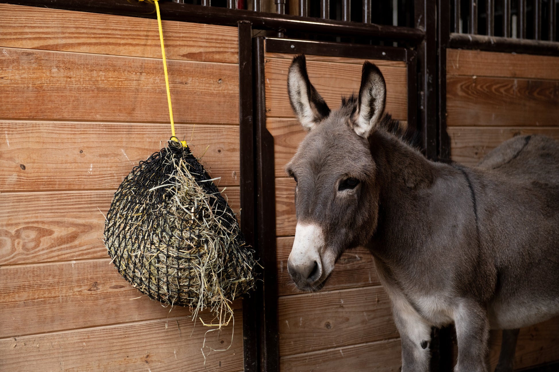 Xtra Small Hay Net - Riders Choice Supply Co