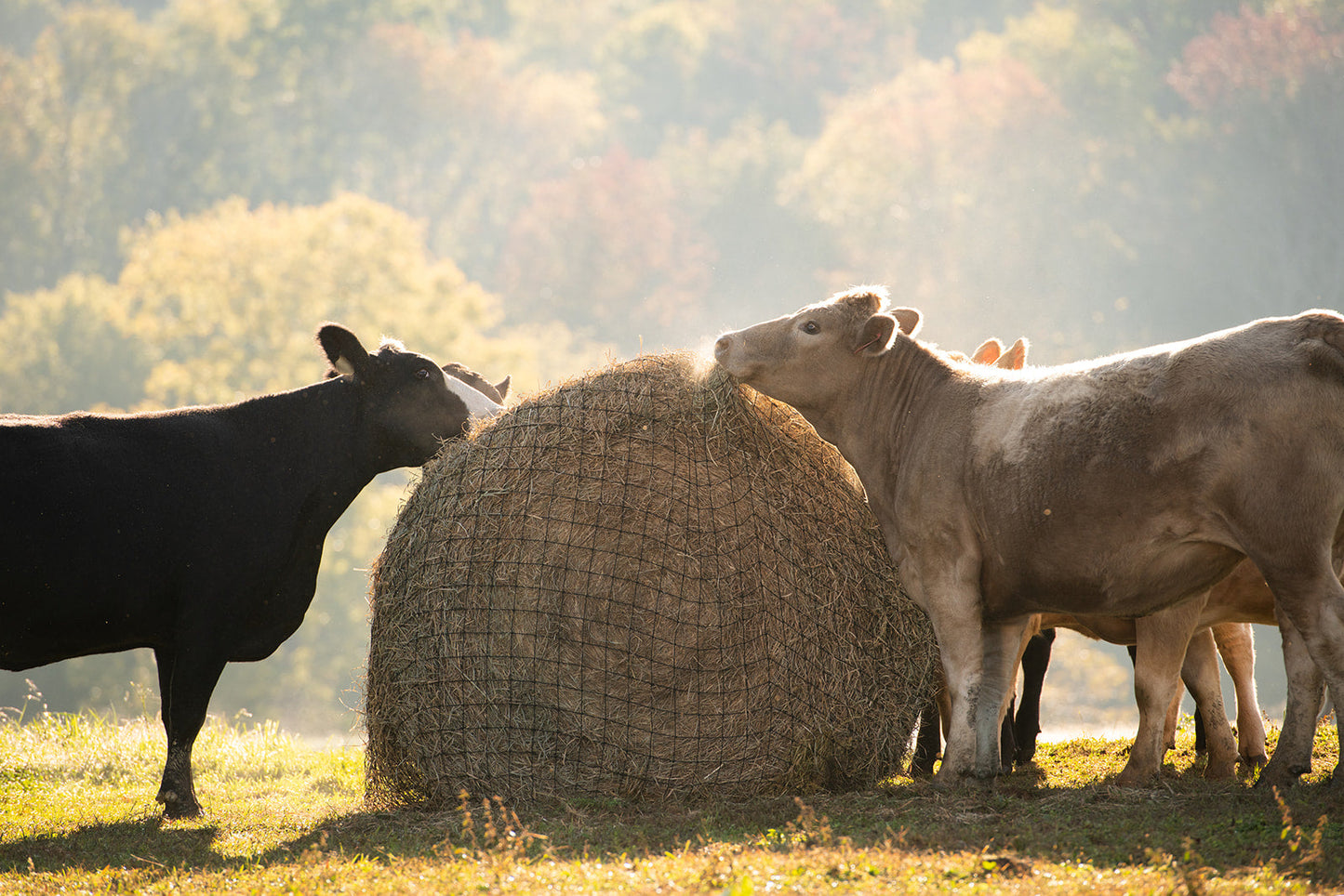 Livestock Round Bale Hay Net - 3" Holes - Riders Choice Supply Co