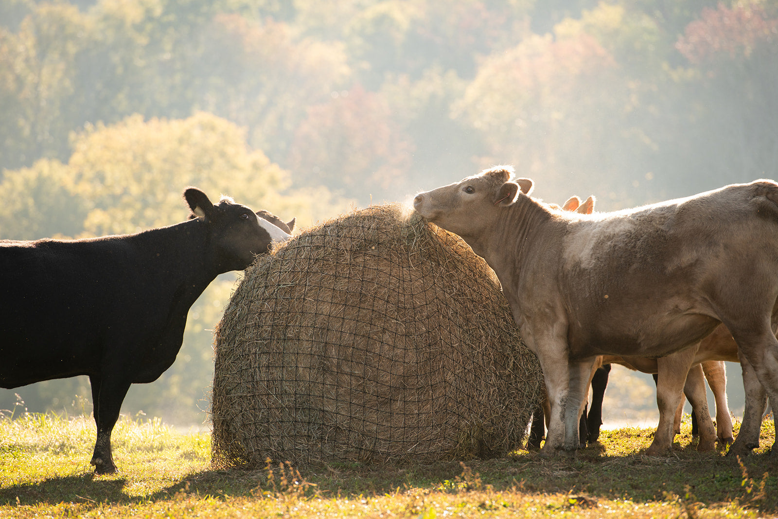 Livestock Round Bale Hay Net - 3" Holes - Riders Choice Supply Co
