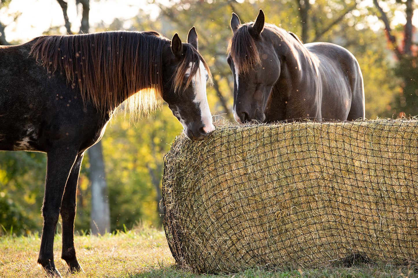 Large Square Bale Hay Net - Riders Choice Supply Co