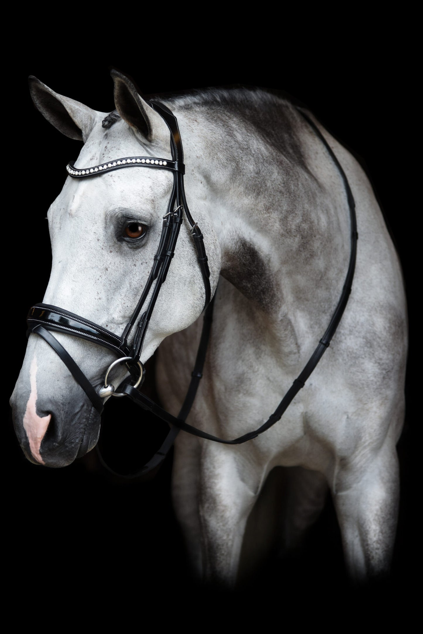 KL Select Red Barn Pace Bridle