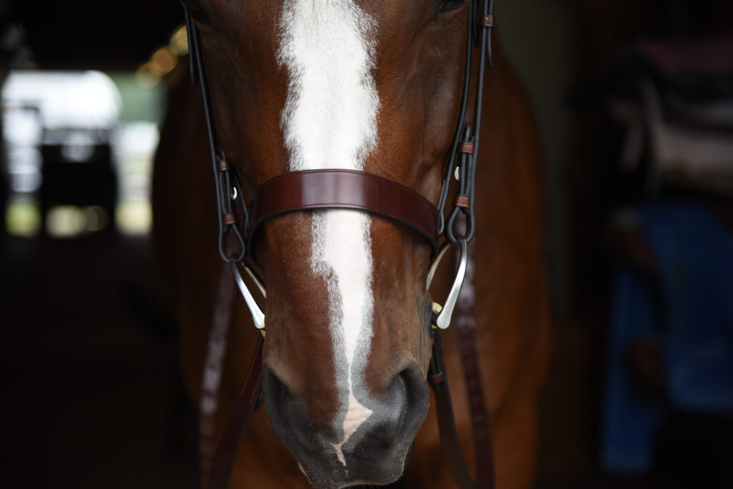 KL Select Foxwell Bridle