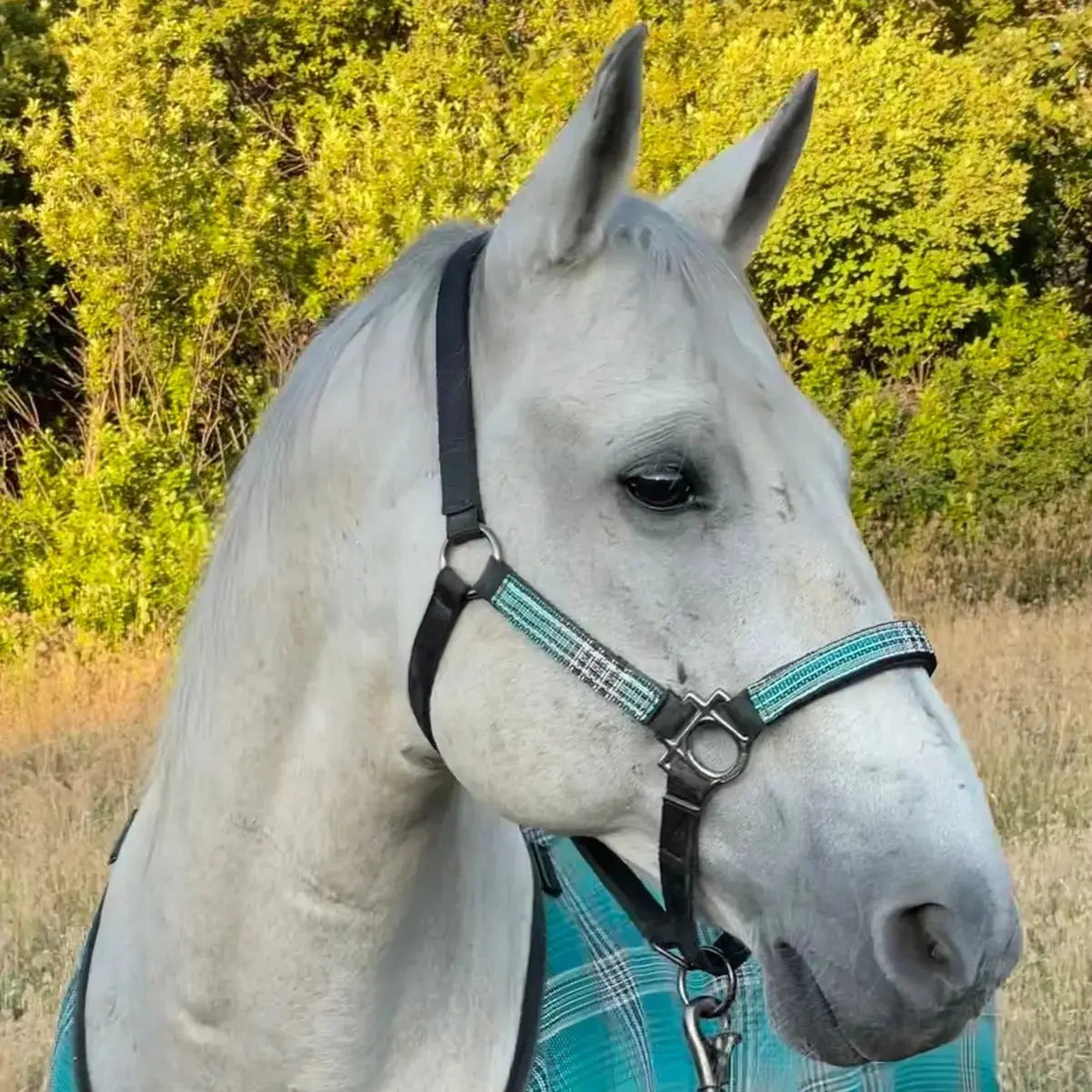 Reflective Nylon Halter with Textliene - Riders Choice Supply Co