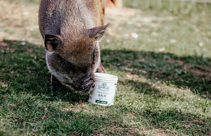 Show Off Udderly Amazing Balm - Riders Choice Supply Co