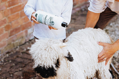 Show Off That Shine Conditioner - Riders Choice Supply Co