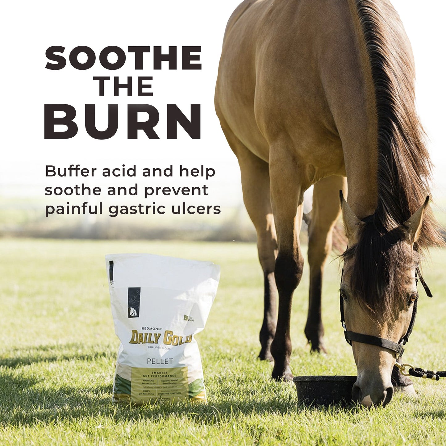 Daily Gold® - Horse Gut Supplements - Riders Choice Supply Co