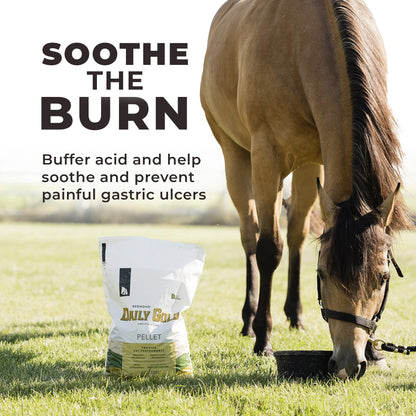 Daily Gold® - Horse Gut Supplements - Riders Choice Supply Co