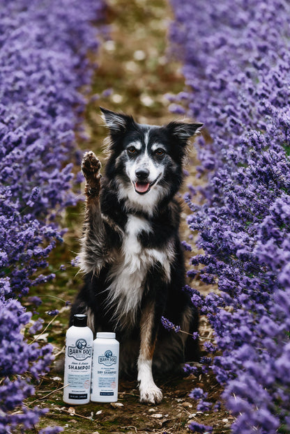 Barn Dog Dry Shampoo - Riders Choice Supply Co