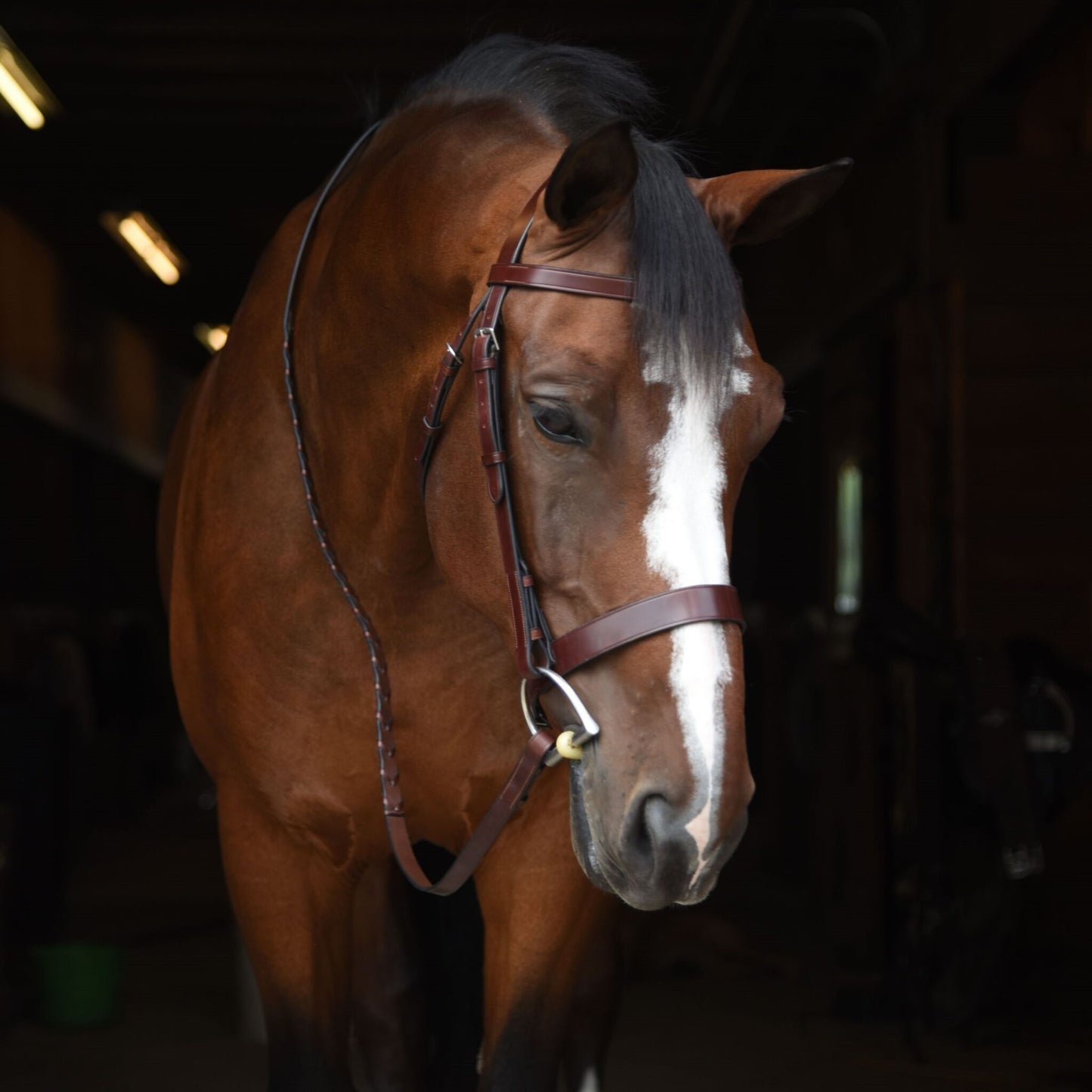 KL Select Foxwell Bridle