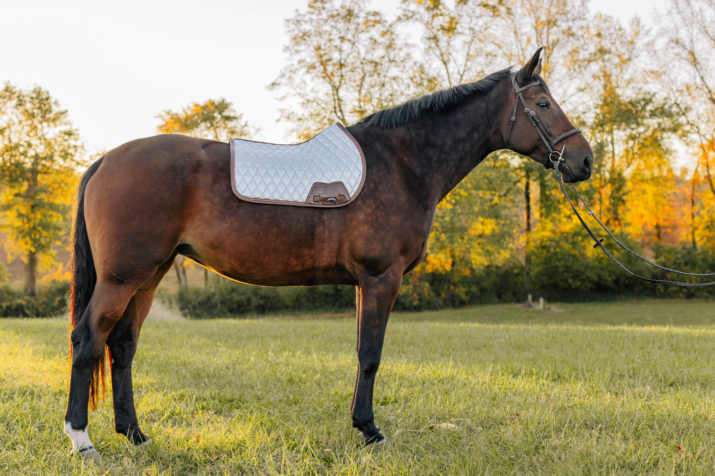 Jump Saddle Pad | Chrome - Riders Choice Supply Co