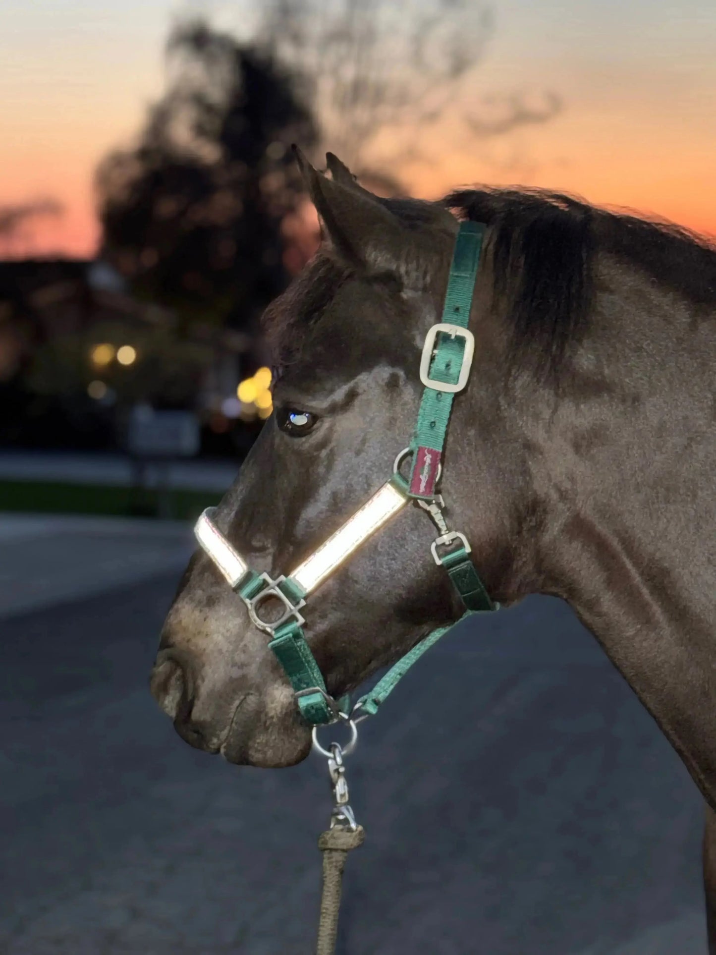 Reflective Nylon Halter with Textliene - Riders Choice Supply Co