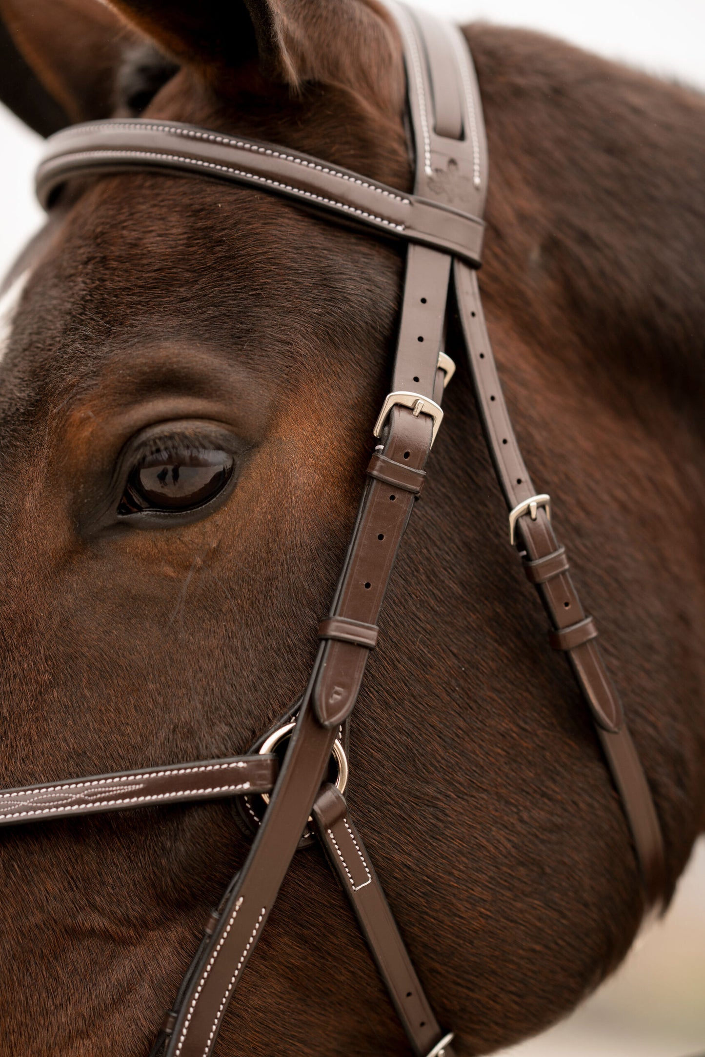 KL Select Black Oak Cedar Bridle