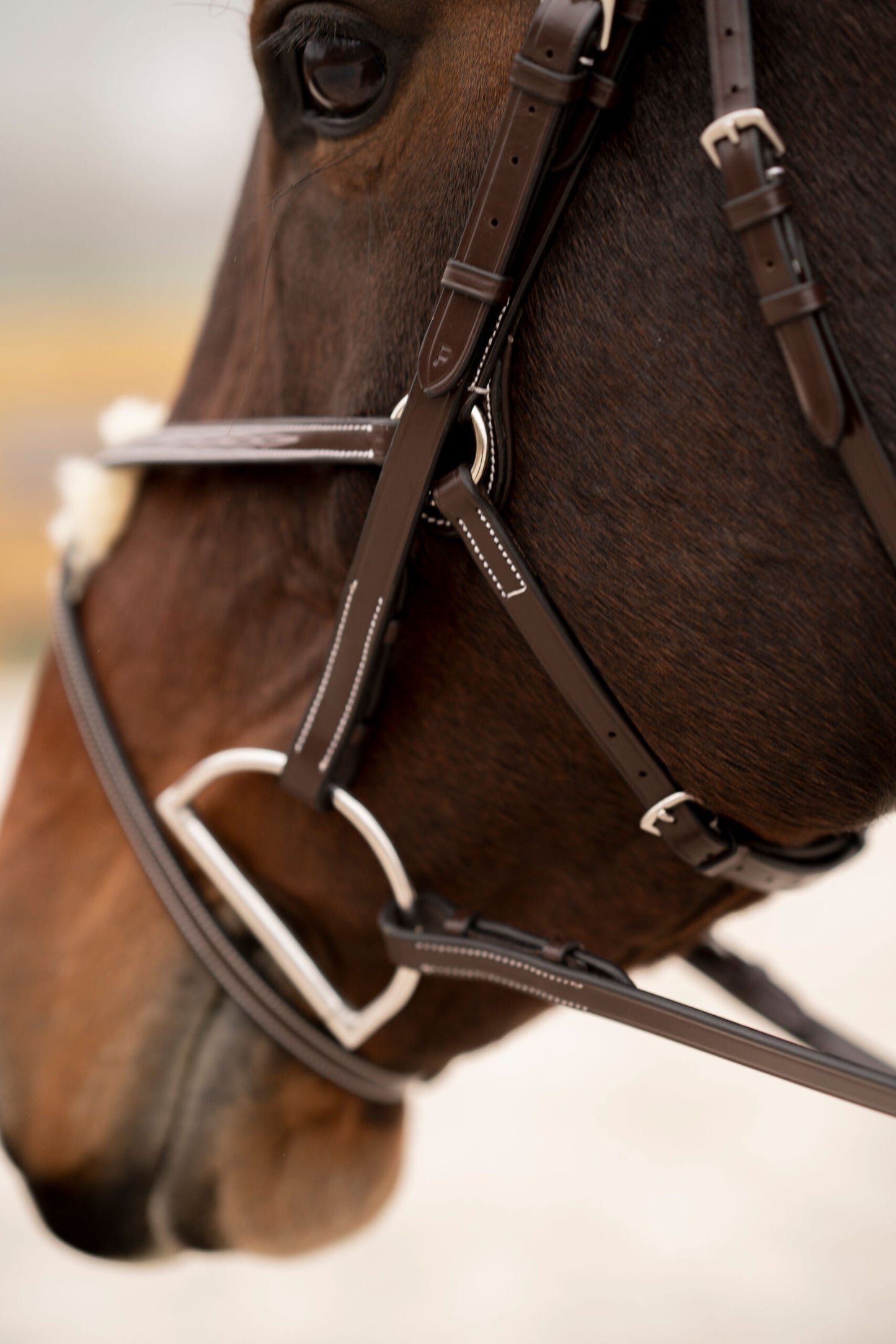 KL Select Black Oak Cedar Bridle