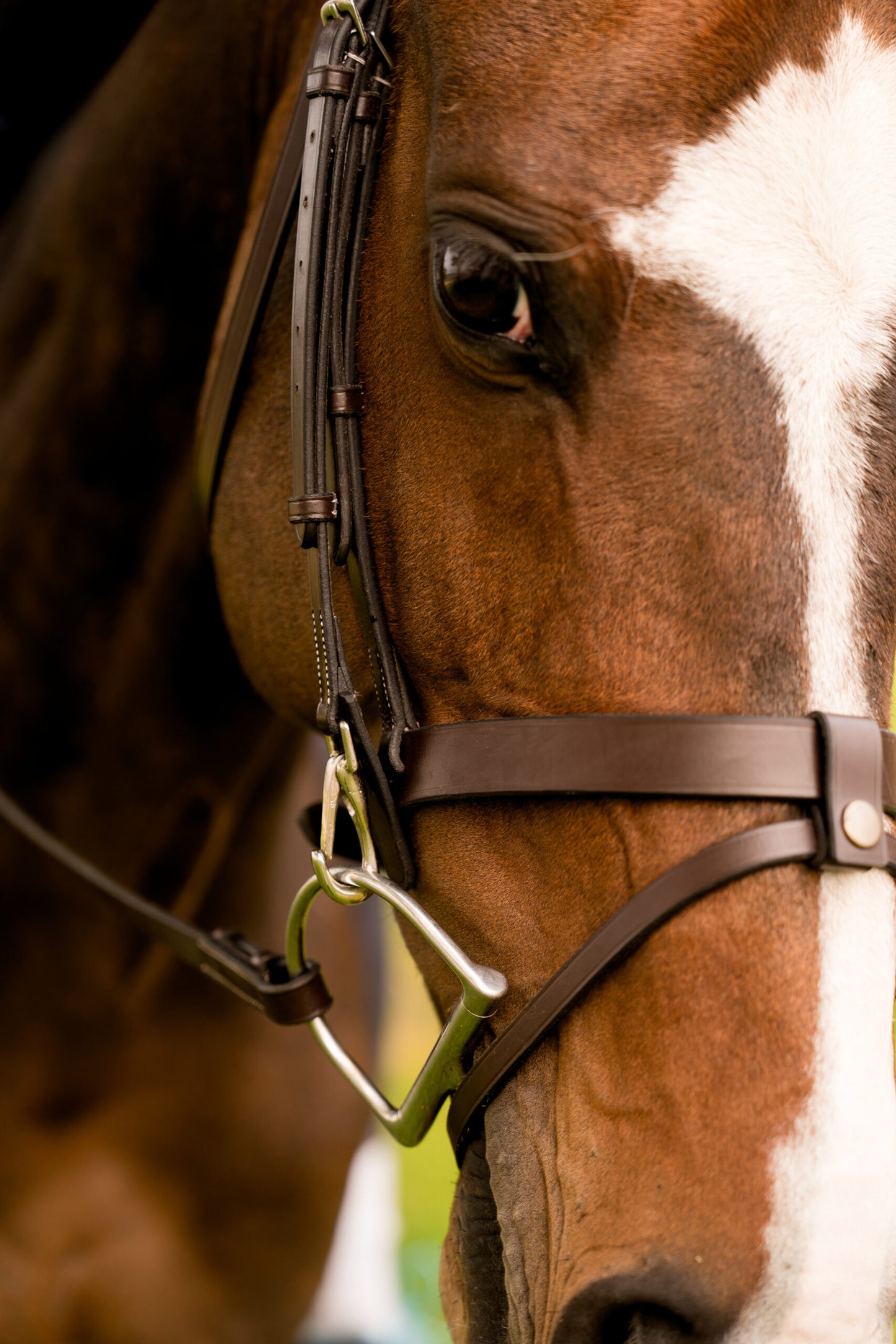 KL Select Black Oak Maple Bridle