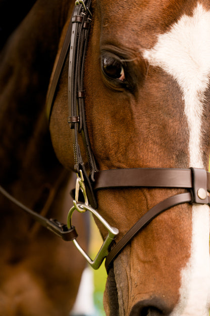 KL Select Black Oak Maple Bridle