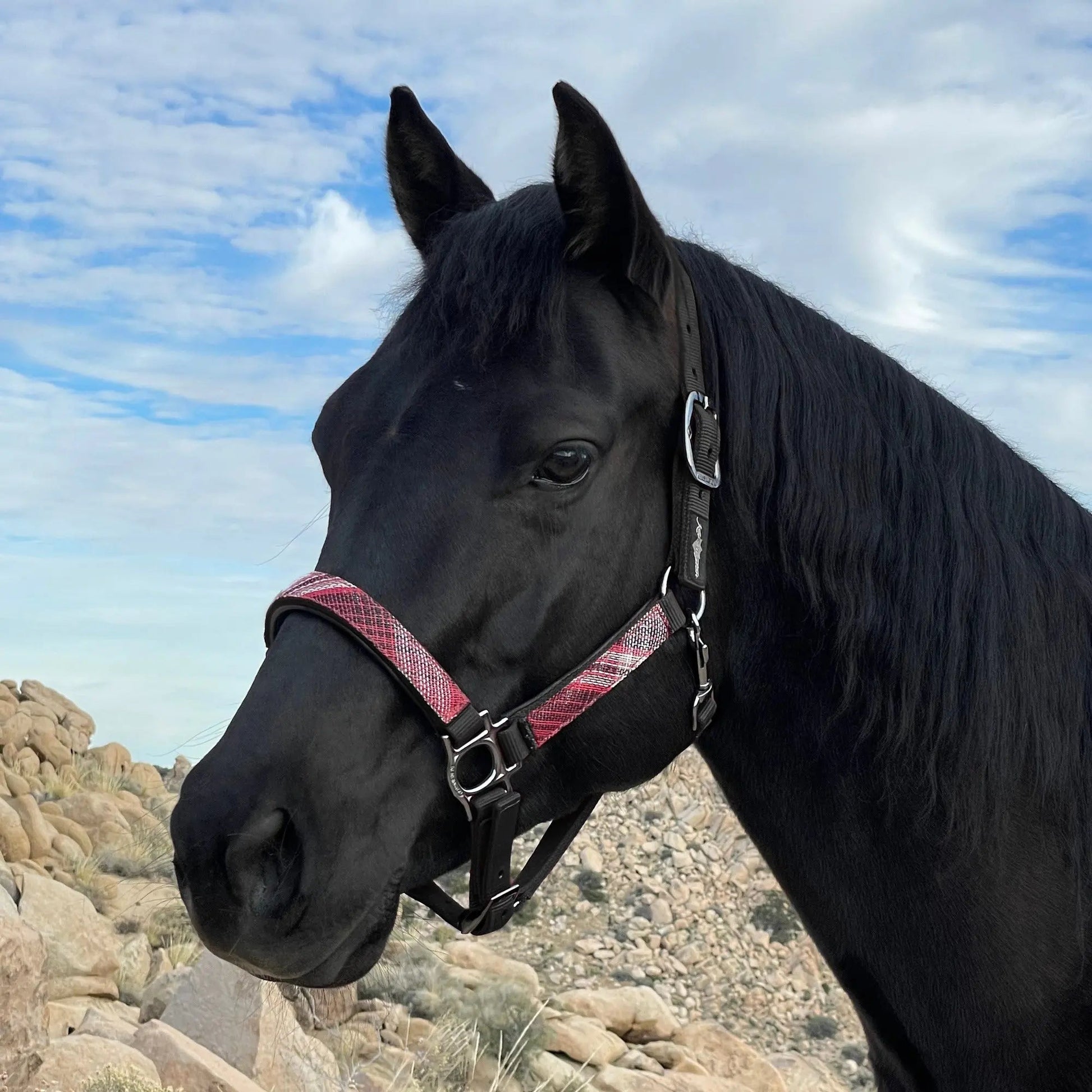 Reflective Nylon Halter with Textliene - Riders Choice Supply Co