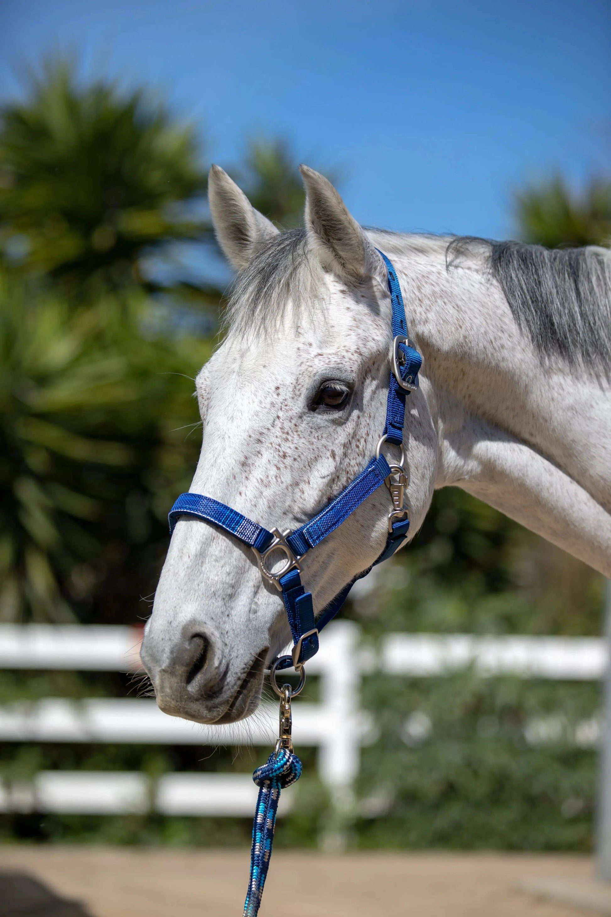 Reflective Nylon Halter with Textliene - Riders Choice Supply Co
